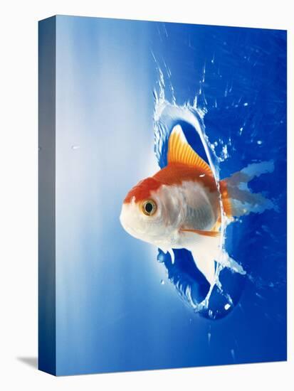Orange, Yellow And White Fish Flying Through Water Splash-null-Stretched Canvas