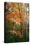 Orange Yellow Fall Vertical 9840-Robert Goldwitz-Stretched Canvas