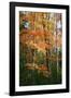 Orange Yellow Fall Vertical 9840-Robert Goldwitz-Framed Photographic Print