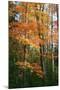 Orange Yellow Fall Vertical 9840-Robert Goldwitz-Mounted Photographic Print