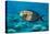 Orangeband Surgeonfish-Michele Westmorland-Stretched Canvas