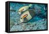 Orangeband Surgeonfish-Michele Westmorland-Framed Stretched Canvas