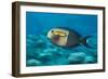 Orangeband Surgeonfish-Michele Westmorland-Framed Photographic Print