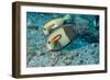 Orangeband Surgeonfish-Michele Westmorland-Framed Photographic Print