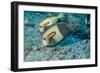 Orangeband Surgeonfish-Michele Westmorland-Framed Photographic Print