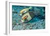 Orangeband Surgeonfish-Michele Westmorland-Framed Photographic Print