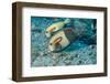 Orangeband Surgeonfish-Michele Westmorland-Framed Photographic Print