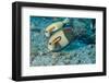 Orangeband Surgeonfish-Michele Westmorland-Framed Photographic Print