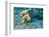 Orangeband Surgeonfish-Michele Westmorland-Framed Photographic Print