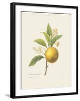 Oranger à fruits déprimés-Pierre Joseph Redoute-Framed Giclee Print