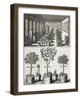 Orangery, from "De Nederlandze Hesperides" by Jan Commelin, Published 1676-null-Framed Giclee Print