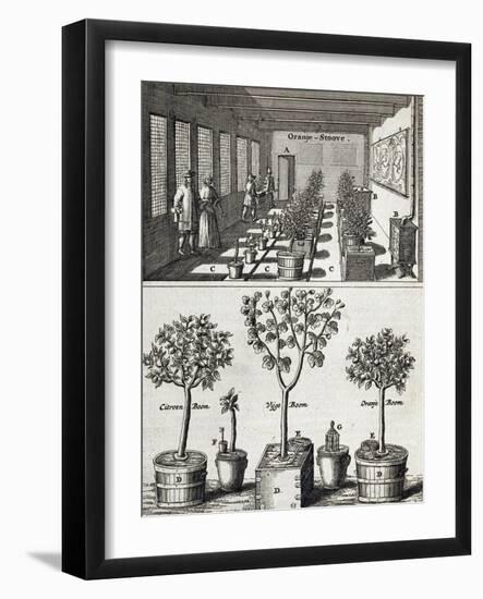 Orangery, from "De Nederlandze Hesperides" by Jan Commelin, Published 1676-null-Framed Giclee Print