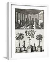 Orangery, from "De Nederlandze Hesperides" by Jan Commelin, Published 1676-null-Framed Giclee Print