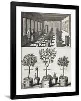 Orangery, from "De Nederlandze Hesperides" by Jan Commelin, Published 1676-null-Framed Giclee Print