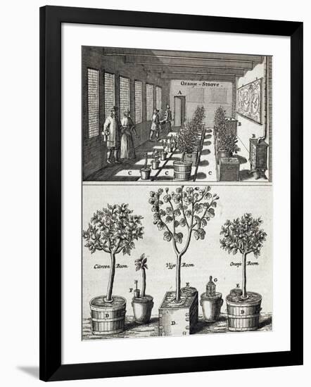 Orangery, from "De Nederlandze Hesperides" by Jan Commelin, Published 1676-null-Framed Giclee Print