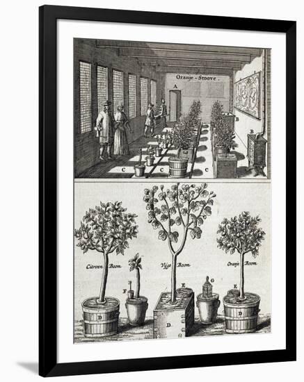 Orangery, from "De Nederlandze Hesperides" by Jan Commelin, Published 1676-null-Framed Giclee Print