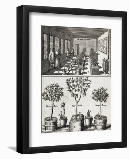 Orangery, from "De Nederlandze Hesperides" by Jan Commelin, Published 1676-null-Framed Premium Giclee Print