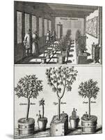 Orangery, from "De Nederlandze Hesperides" by Jan Commelin, Published 1676-null-Mounted Giclee Print