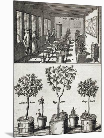 Orangery, from "De Nederlandze Hesperides" by Jan Commelin, Published 1676-null-Mounted Giclee Print