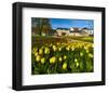 Orangery with Tulip Beds, Gera, Thuringia, Germany-null-Framed Art Print