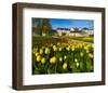 Orangery with Tulip Beds, Gera, Thuringia, Germany-null-Framed Art Print