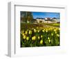 Orangery with Tulip Beds, Gera, Thuringia, Germany-null-Framed Art Print