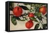 Oranges, 1908-null-Framed Stretched Canvas