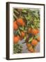 Oranges, Florida-null-Framed Art Print