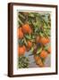 Brown Frame