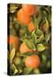 Oranges II-Karyn Millet-Stretched Canvas