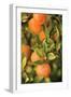 Oranges II-Karyn Millet-Framed Photographic Print