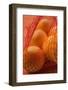 Oranges in Net-Foodcollection-Framed Photographic Print