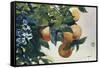 Oranges on a Branch, 1885-Winslow Homer-Framed Stretched Canvas