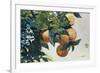 Oranges on a Branch, 1885-Winslow Homer-Framed Premium Giclee Print