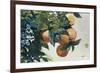 Oranges on a Branch, 1885-Winslow Homer-Framed Premium Giclee Print