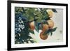 Oranges on a Branch, 1885-Winslow Homer-Framed Premium Giclee Print