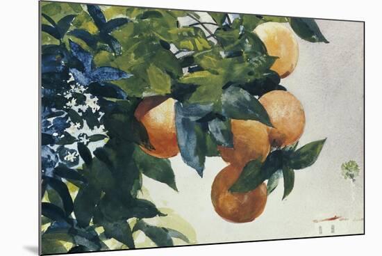 Oranges on a Branch, 1885-Winslow Homer-Mounted Premium Giclee Print