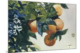 Oranges on a Branch, 1885-Winslow Homer-Mounted Premium Giclee Print