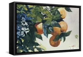 Oranges on a Branch, 1885-Winslow Homer-Framed Stretched Canvas