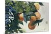 Oranges on a Branch, 1885-Winslow Homer-Mounted Giclee Print