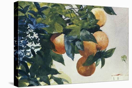 Oranges on a Branch, 1885-Winslow Homer-Stretched Canvas