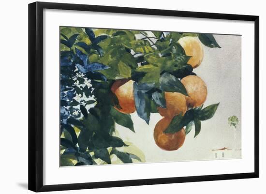 Oranges on a Branch, 1885-Winslow Homer-Framed Giclee Print