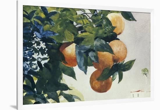 Oranges on a Branch, 1885-Winslow Homer-Framed Giclee Print