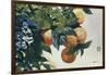 Oranges on a Branch, 1885-Winslow Homer-Framed Giclee Print