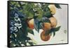 Oranges on a Branch, 1885-Winslow Homer-Framed Stretched Canvas