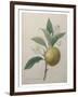 Oranges-Pierre-Joseph Redoute-Framed Art Print