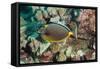 Orangespine Surgeonfish-Michele Westmorland-Framed Stretched Canvas