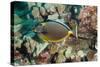 Orangespine Surgeonfish-Michele Westmorland-Stretched Canvas
