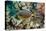 Orangespine Surgeonfish-Michele Westmorland-Stretched Canvas