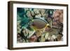 Orangespine Surgeonfish-Michele Westmorland-Framed Photographic Print